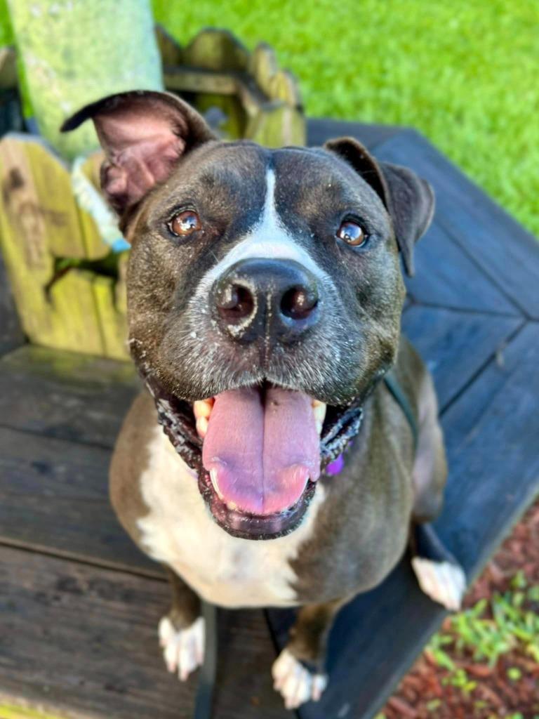 Enlarge Bruce, a Adoptable mixed breed in Fort Myers, FL image 5/6