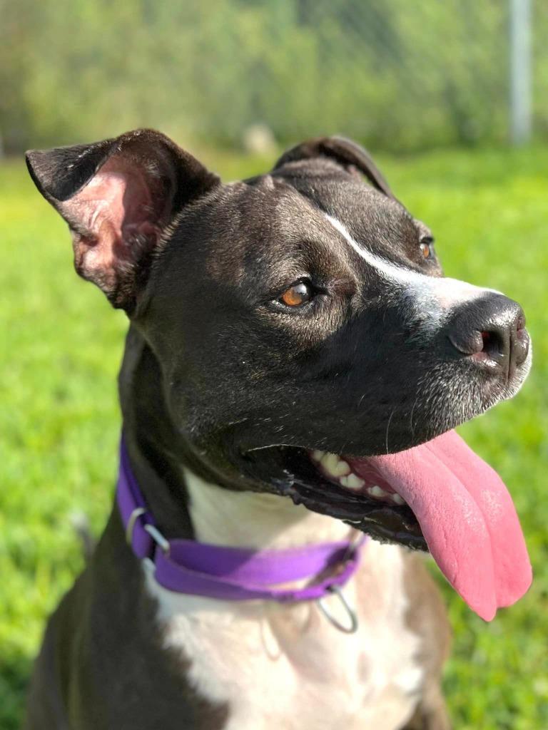 Enlarge Bruce, a Adoptable mixed breed in Fort Myers, FL image 6/6