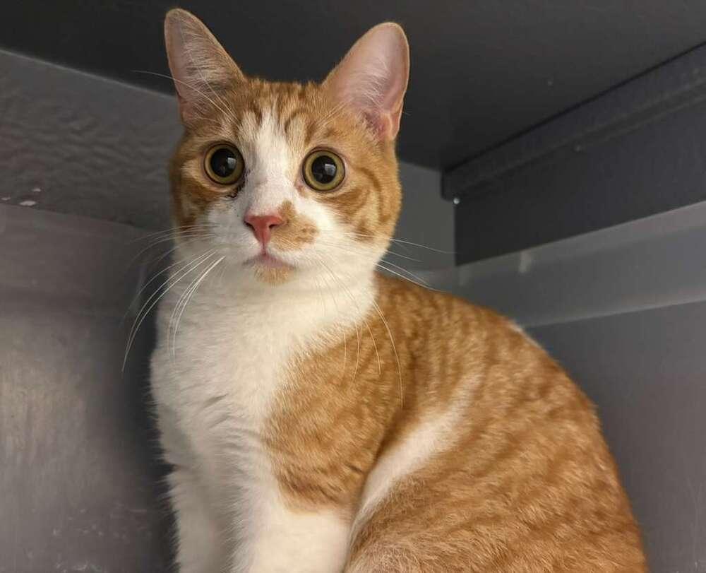 Enlarge Tupelo, a Adoptable Domestic Short Hair in Orlando, FL image 1/6