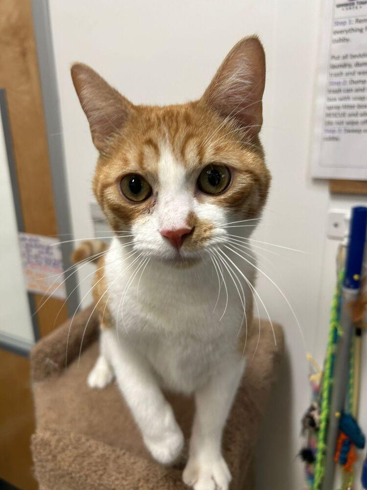 Enlarge Tupelo, a Adoptable Domestic Short Hair in Orlando, FL image 3/6