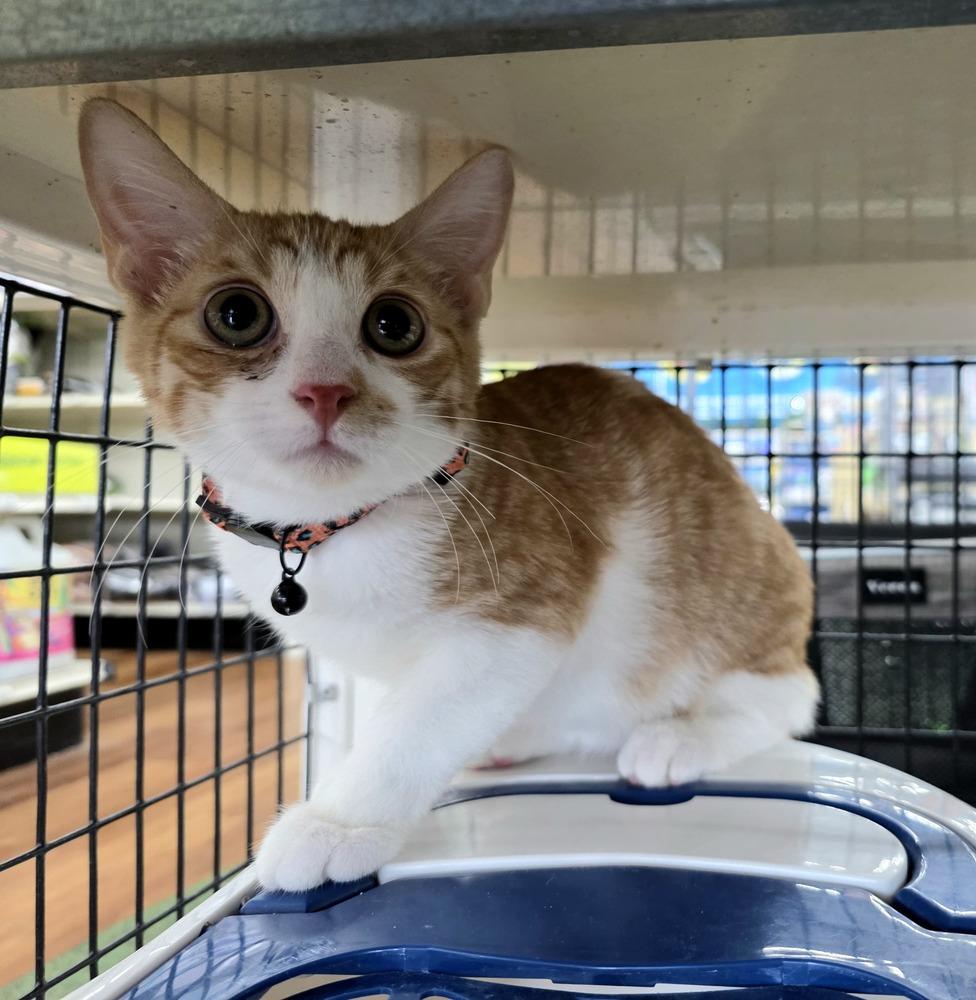 Enlarge Tupelo, a Adoptable Domestic Short Hair in Orlando, FL image 4/6