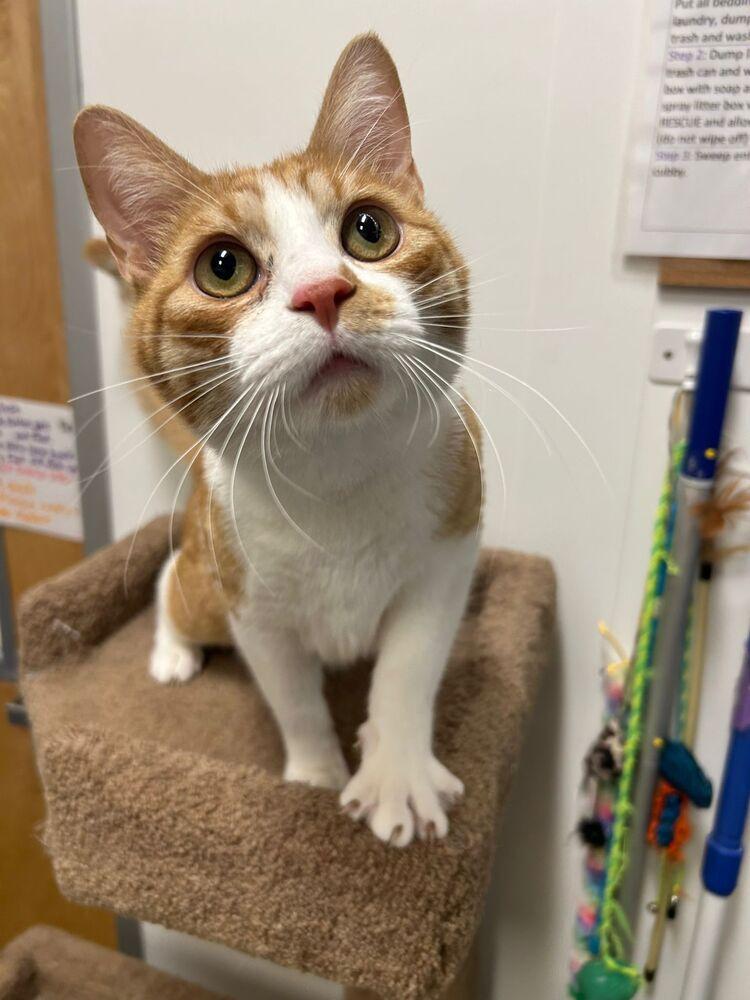 Enlarge Tupelo, a Adoptable Domestic Short Hair in Orlando, FL image 5/6