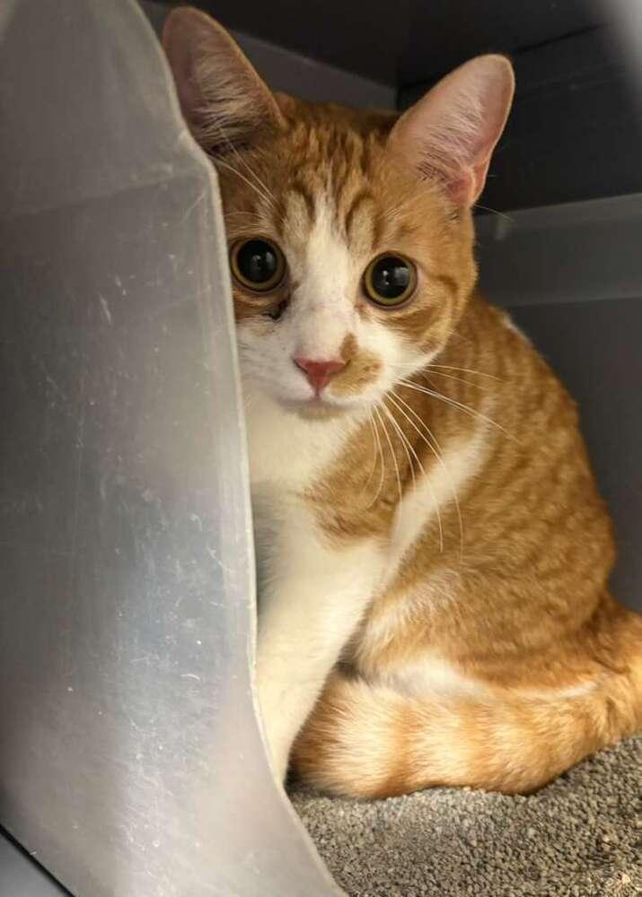 Enlarge Tupelo, a Adoptable Domestic Short Hair in Orlando, FL image 6/6