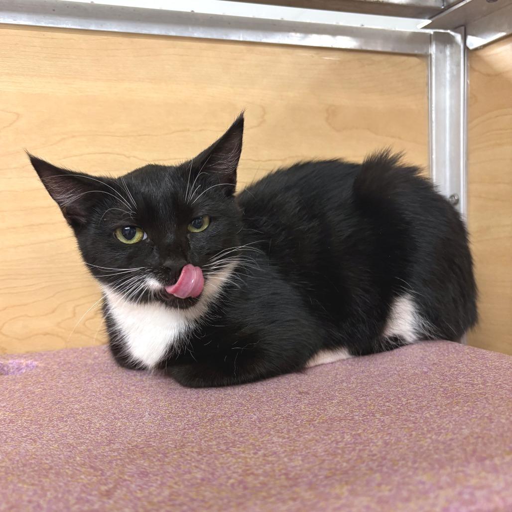 Nugget, Adoptable, Kitten Female Domestic Short Hair.
