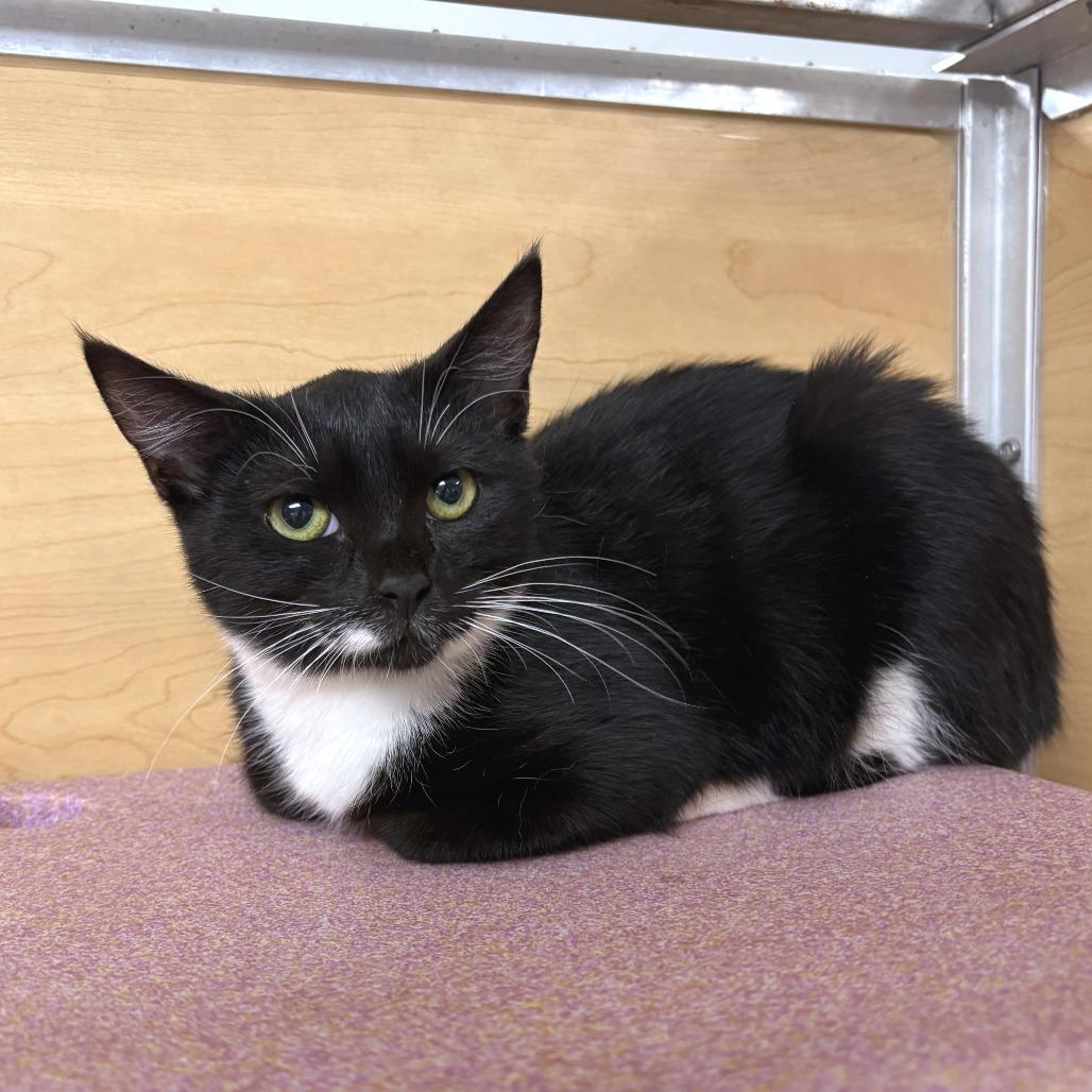 Enlarge Nugget, a Adoptable Domestic Short Hair in Brookfield, WI image 4/4