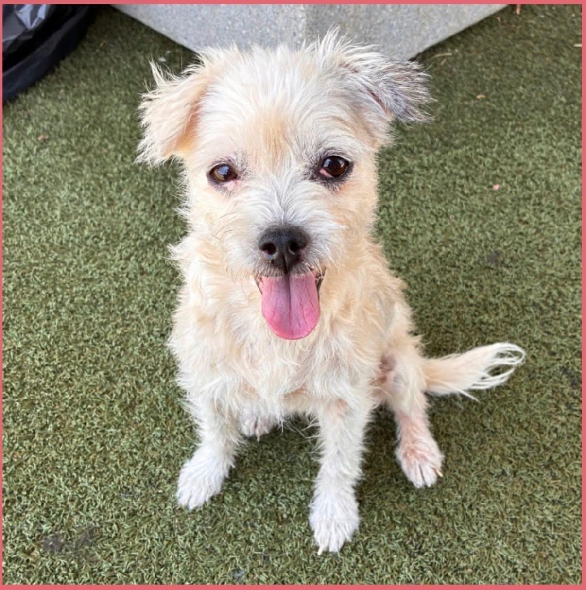 Enlarge Gertrude, a Adoptable Mixed Breed in Wilsall, MT image 1/1