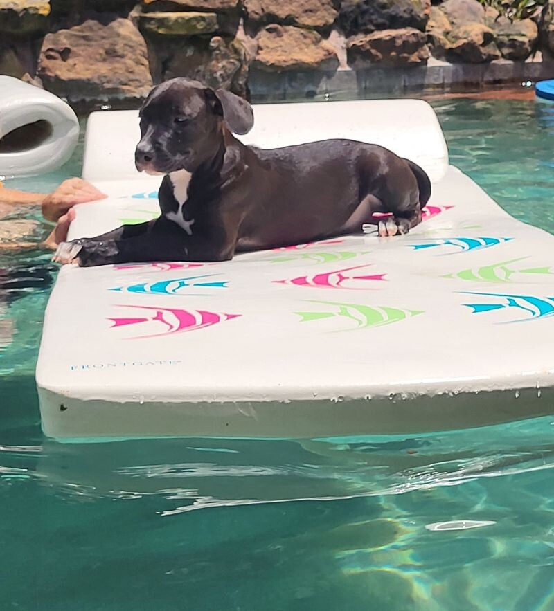 Dog for adoption Randall Bethea, a Pit Bull Terrier & Labrador