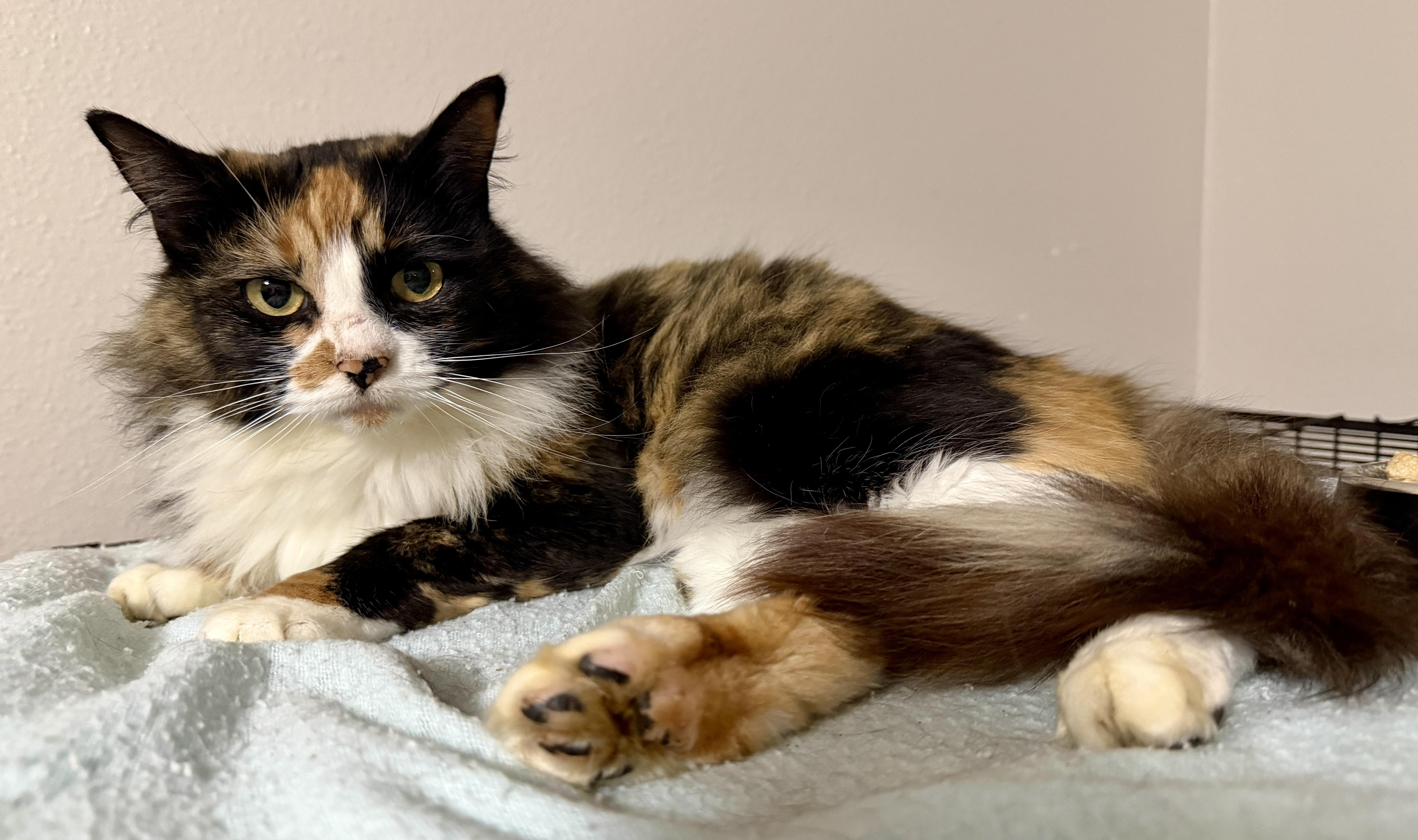 Enlarge Foxy, an adopted Domestic Long Hair in Tillamook, OR image 3/6