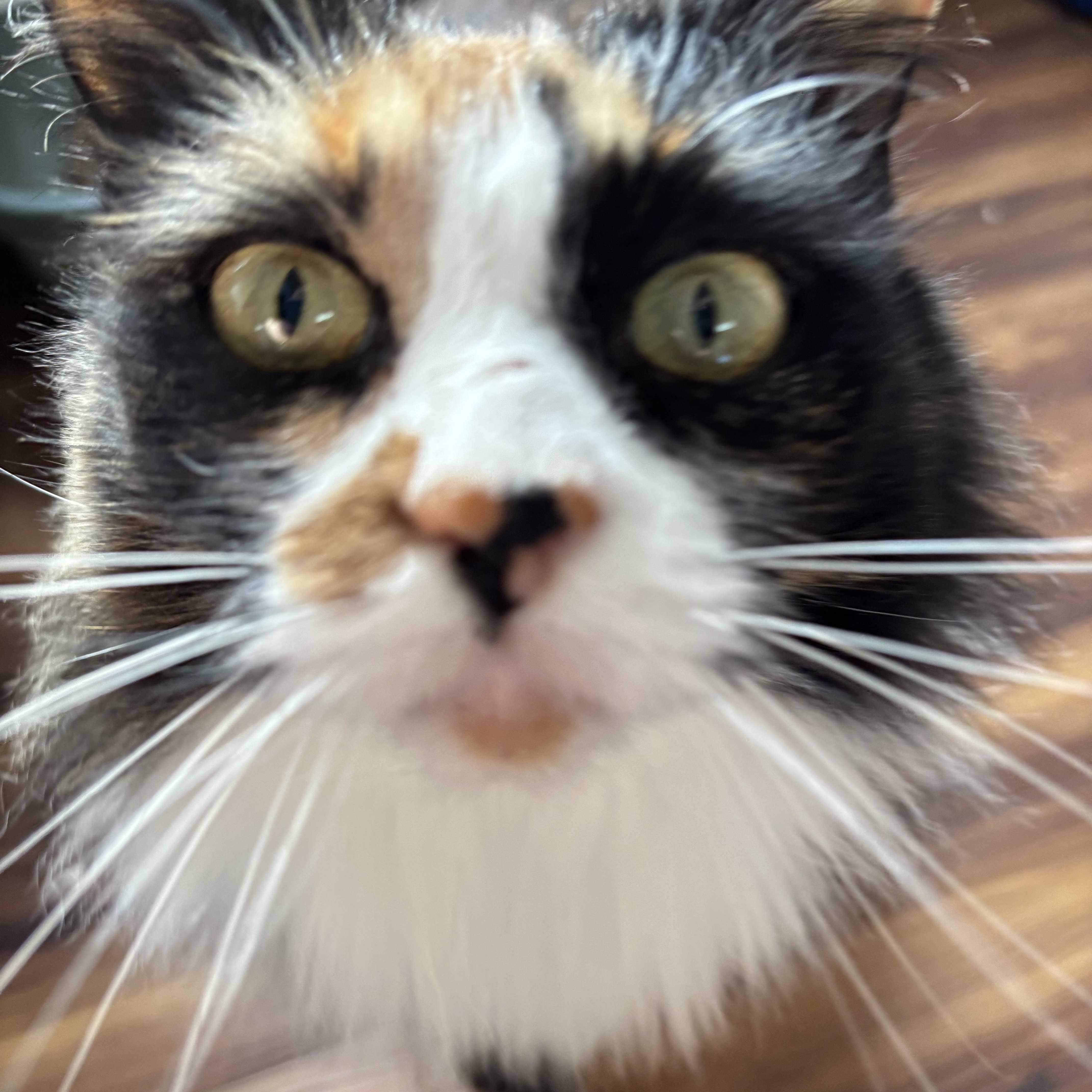 Enlarge Foxy, an adopted Domestic Long Hair in Tillamook, OR image 6/6