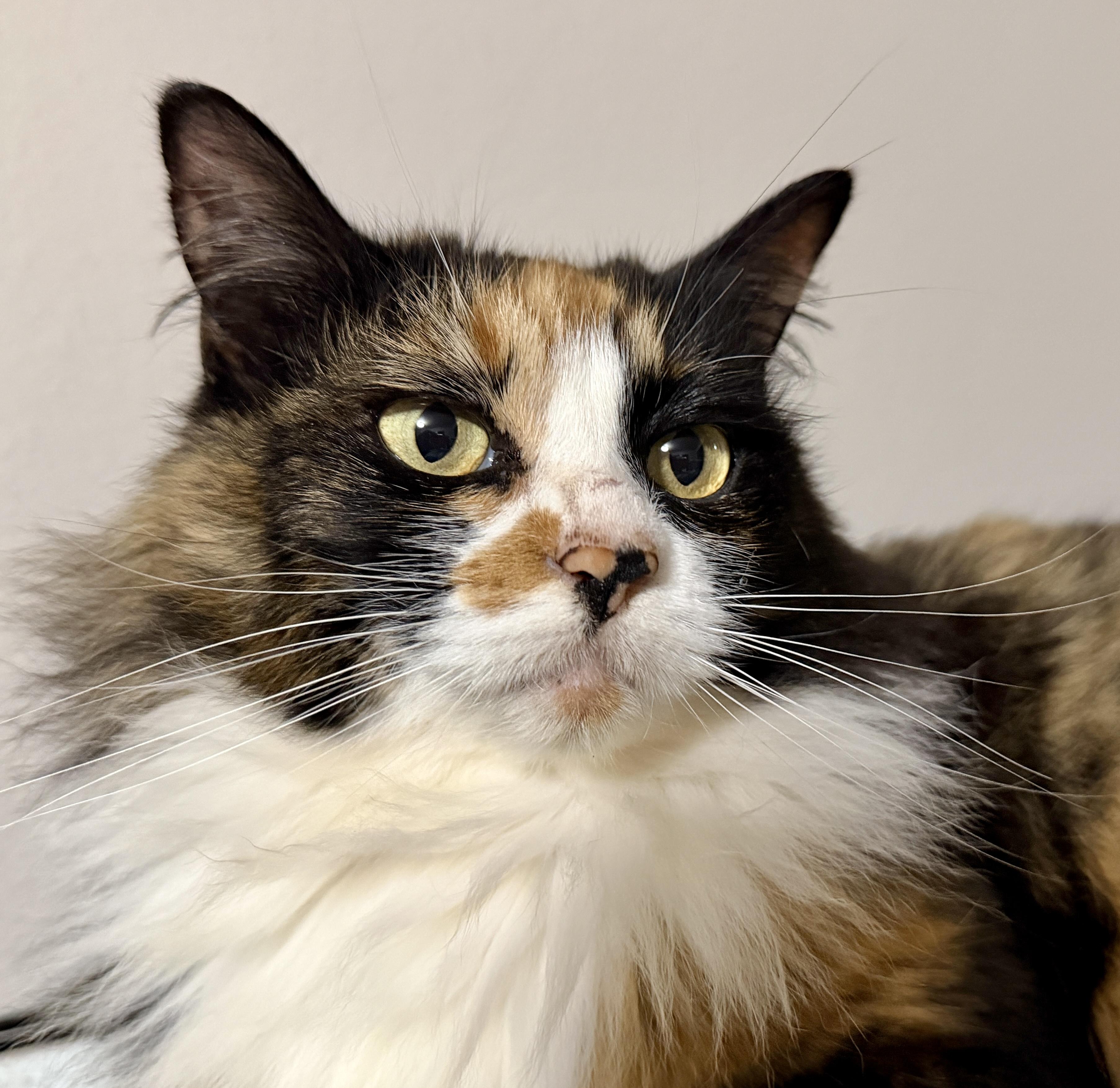 Enlarge Foxy, an adopted Domestic Long Hair in Tillamook, OR image 2/6