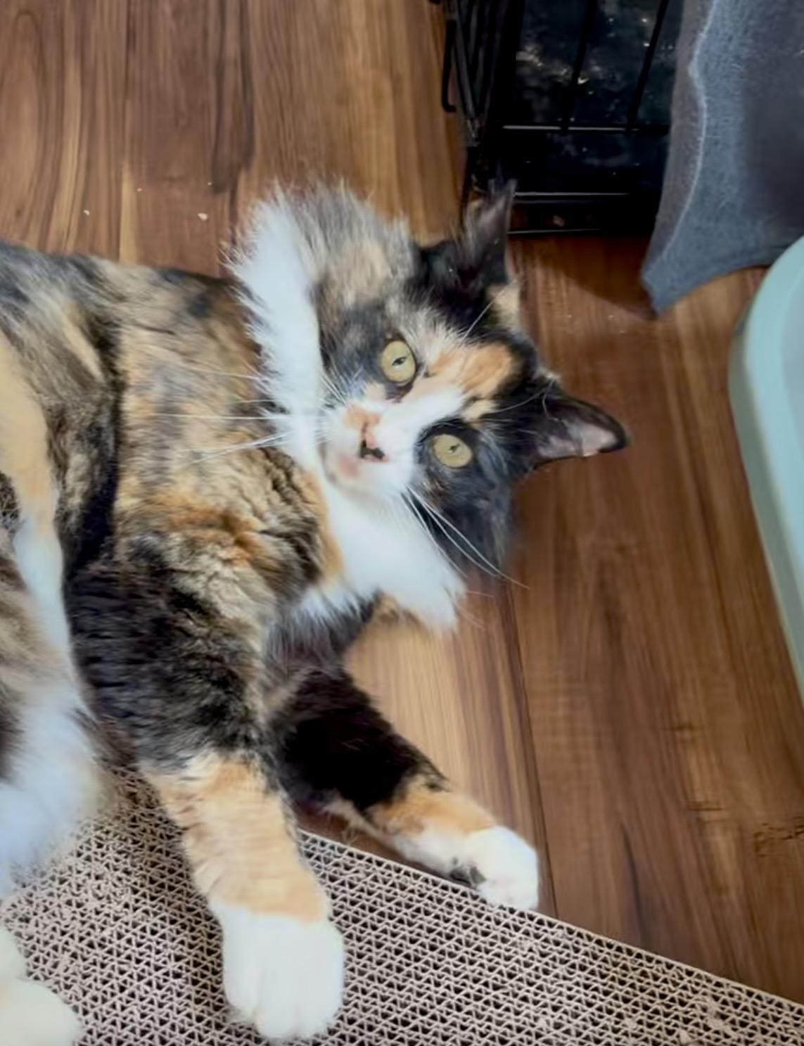 Enlarge Foxy, an adopted Domestic Long Hair in Tillamook, OR image 5/6