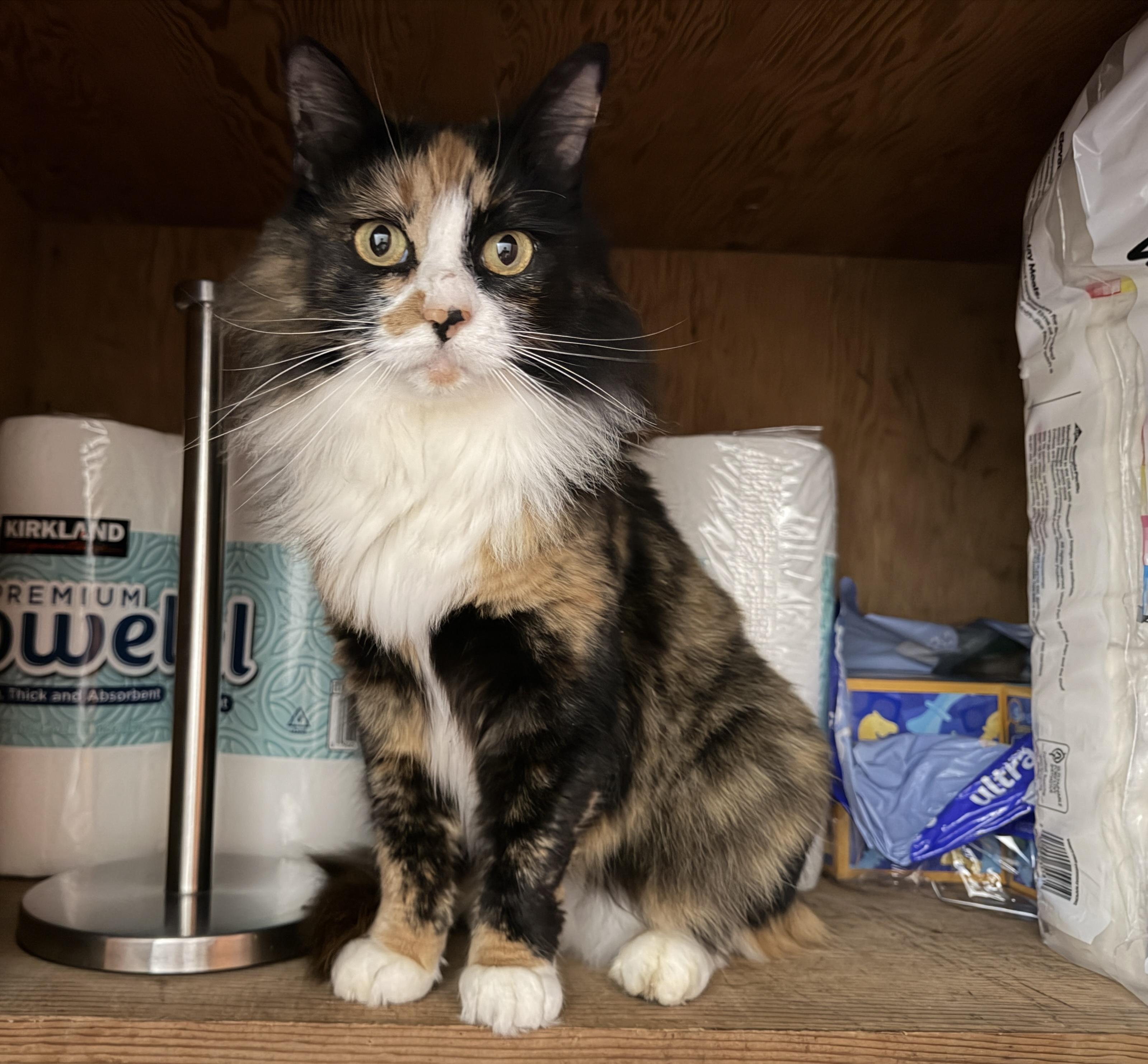 Foxy, adopted, Adult Female Domestic Long Hair.