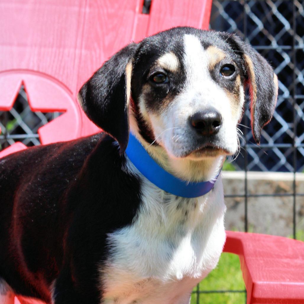 CT Cash, Adoptable, Puppy Male Hound & Mixed Breed.