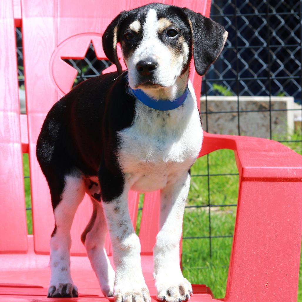 Enlarge CT Cash, a Adoptable mixed breed in Eastford, CT image 2/6