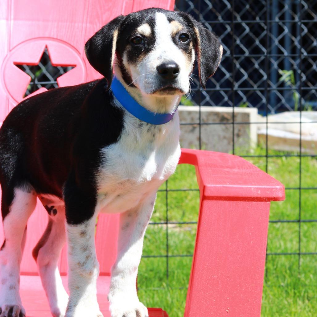 Enlarge CT Cash, a Adoptable mixed breed in Eastford, CT image 3/6