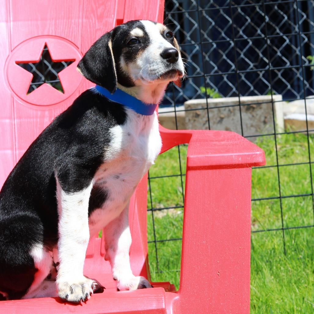 Enlarge CT Cash, a Adoptable mixed breed in Eastford, CT image 4/6