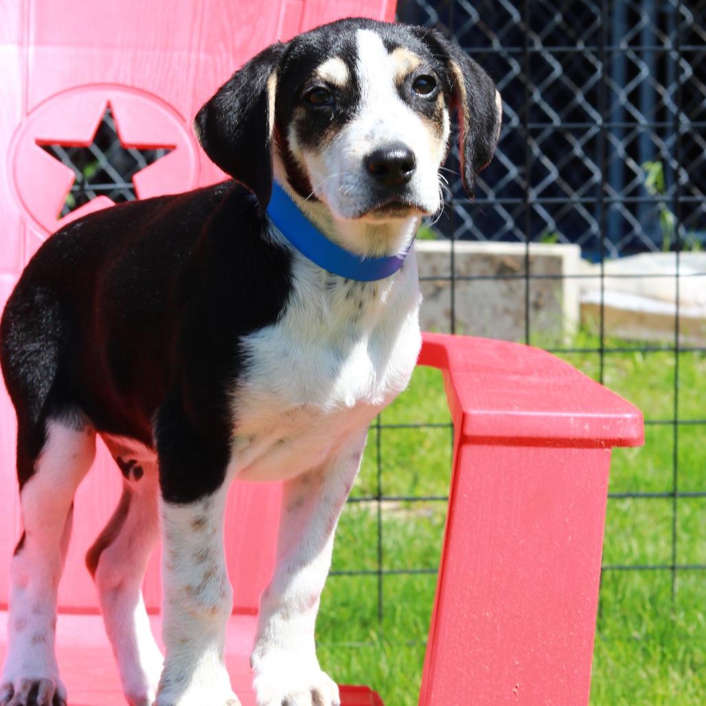 Enlarge CT Cash, a Adoptable mixed breed in Eastford, CT image 5/6
