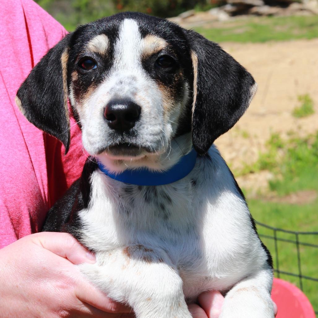 Enlarge CT Cash, a Adoptable mixed breed in Eastford, CT image 6/6