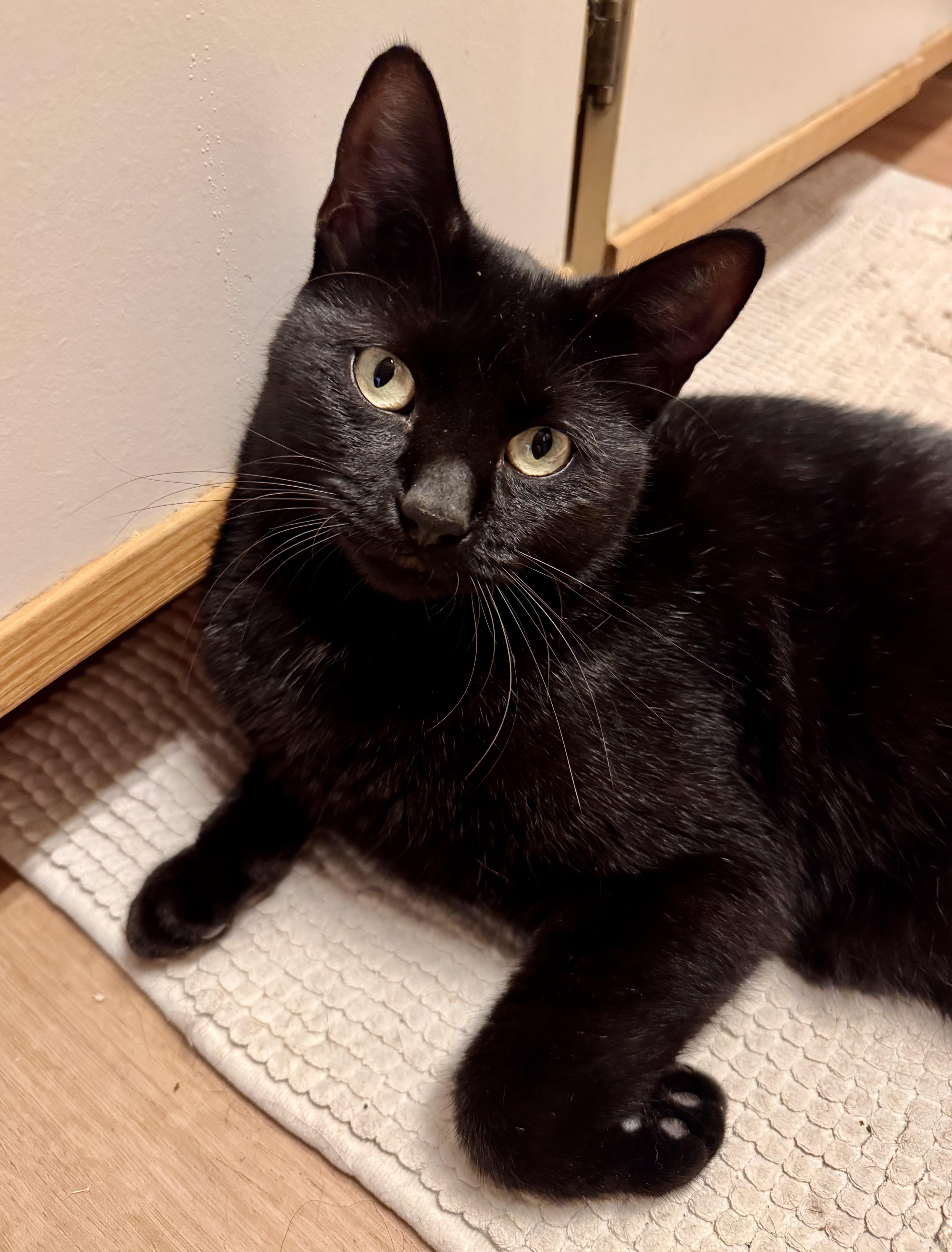 Enlarge Chester, a Adoptable Domestic Short Hair in Tallahassee, FL image 5/6