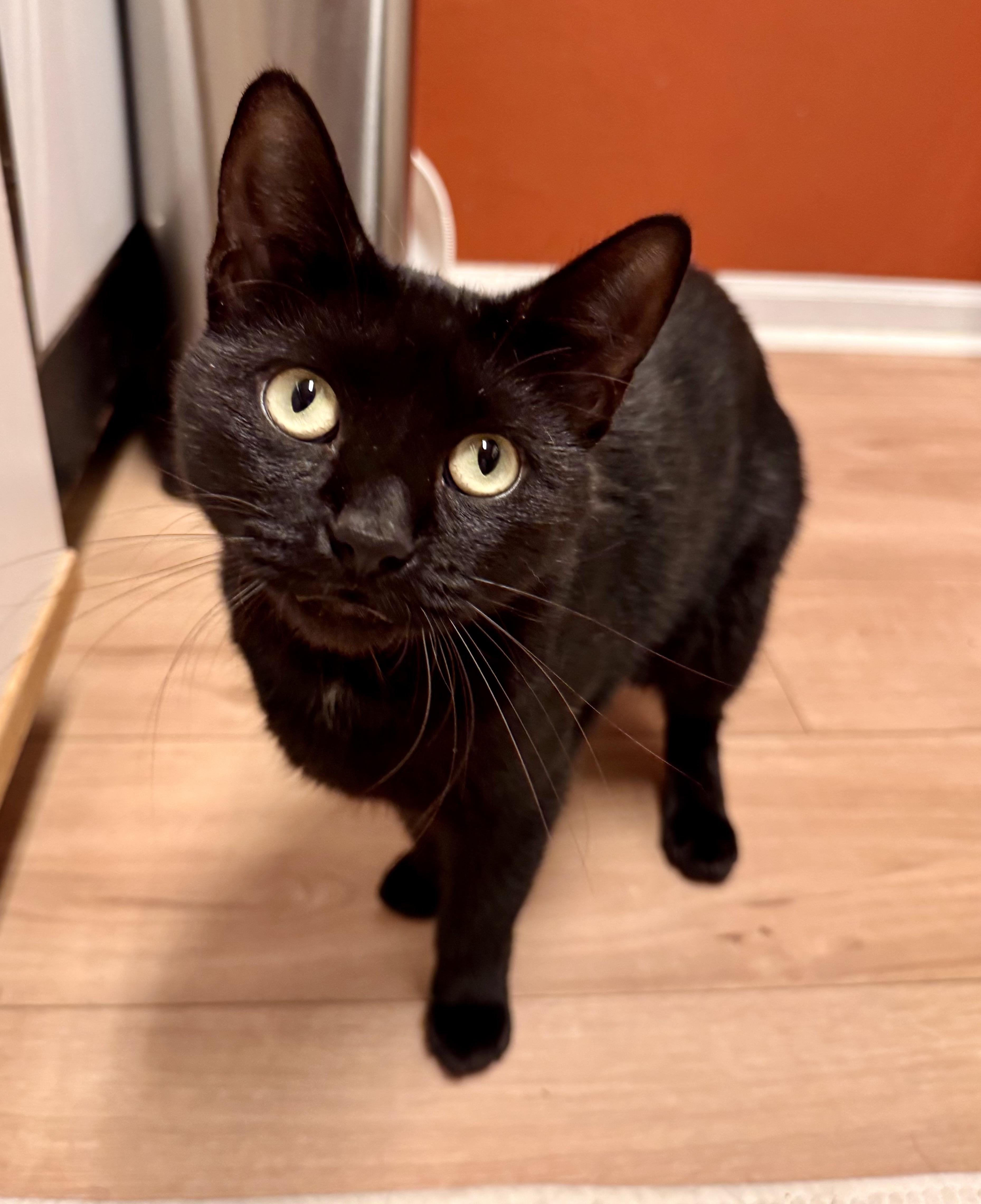 Chester, Adoptable, Adult Male Domestic Short Hair.