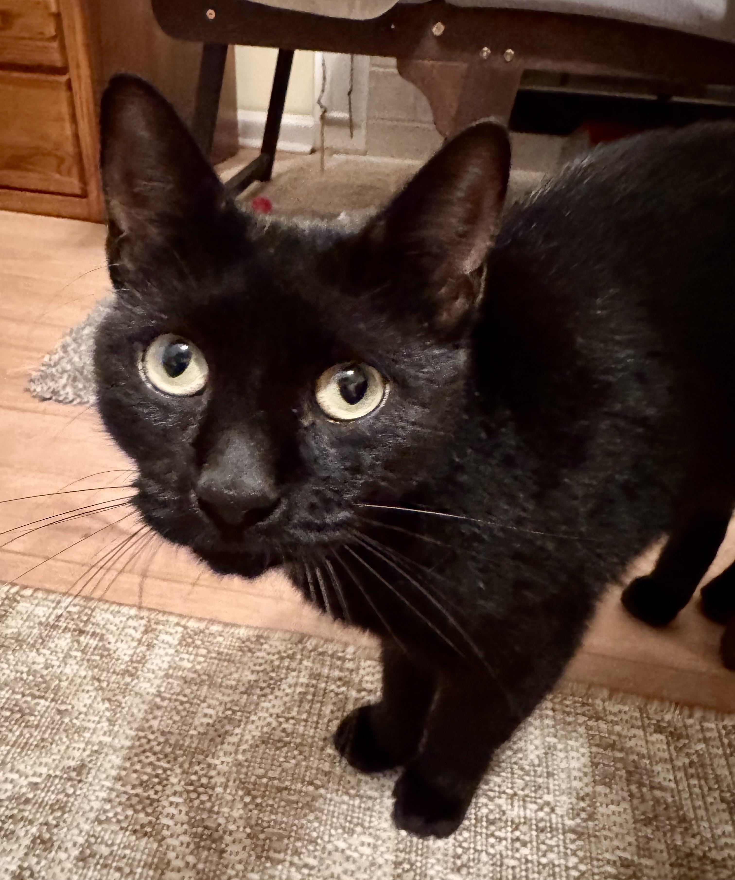 Enlarge Chester, a Adoptable Domestic Short Hair in Tallahassee, FL image 2/6