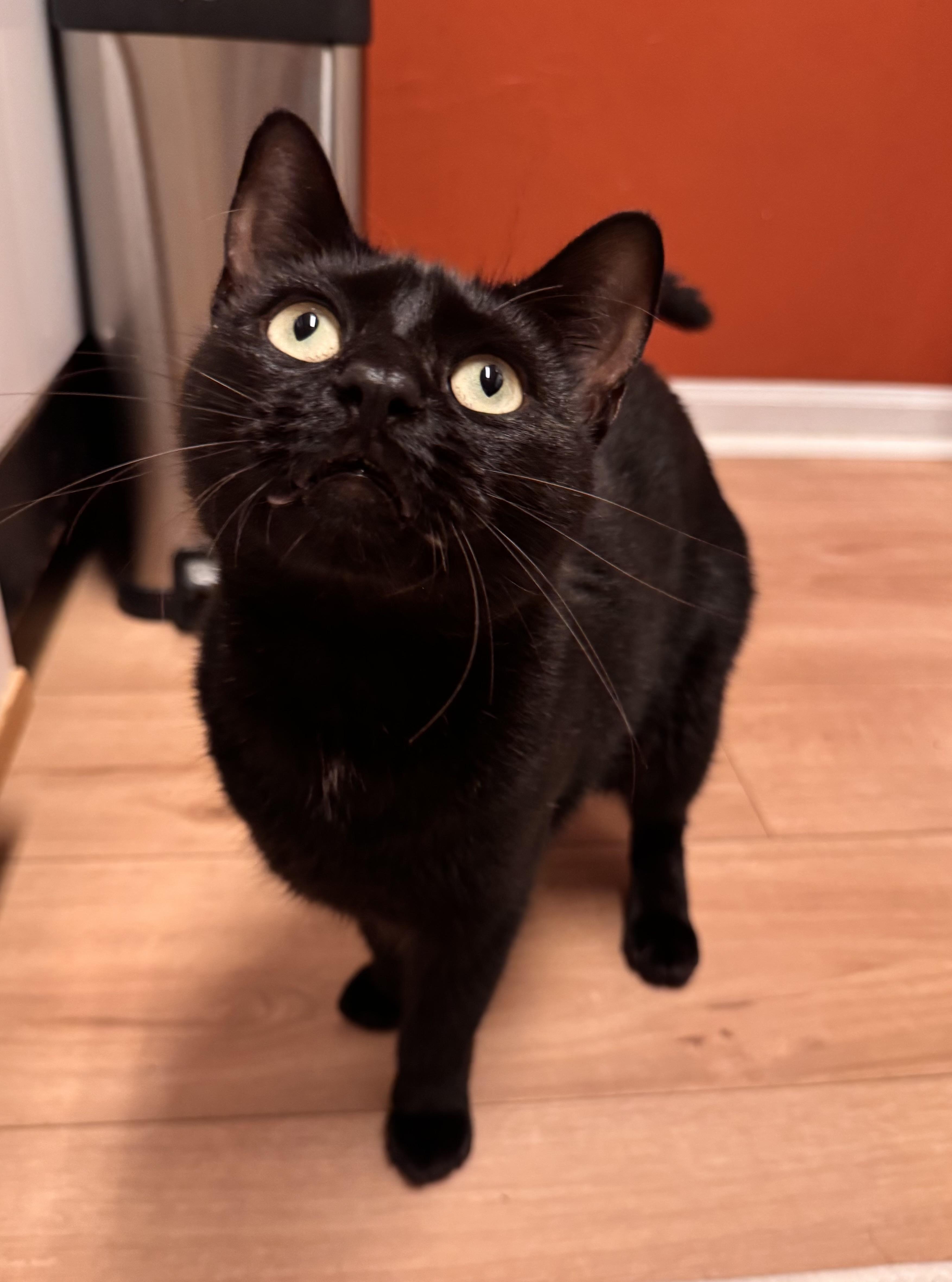 Enlarge Chester, a Adoptable Domestic Short Hair in Tallahassee, FL image 6/6