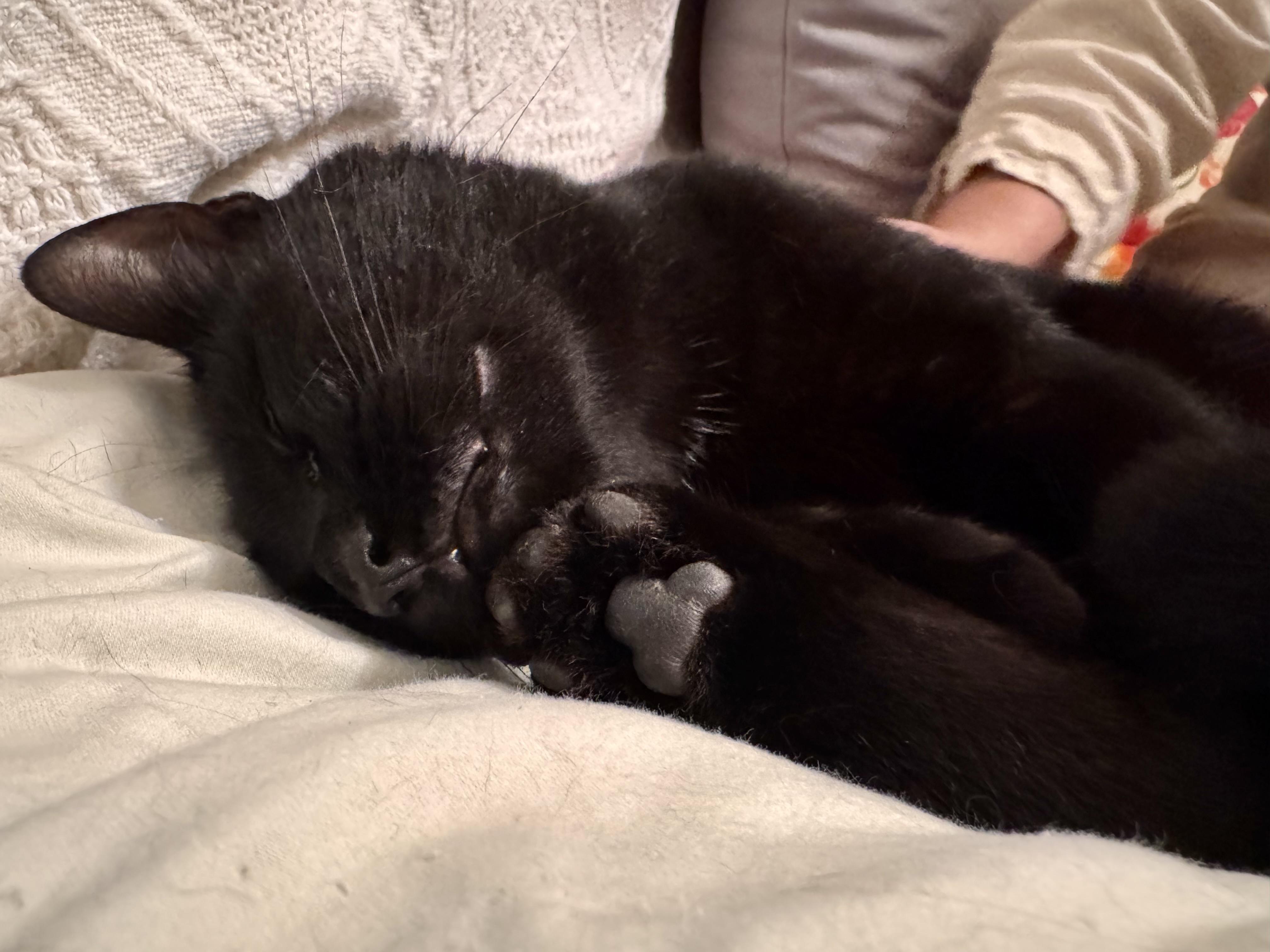 Enlarge Chester, a Adoptable Domestic Short Hair in Tallahassee, FL image 4/6