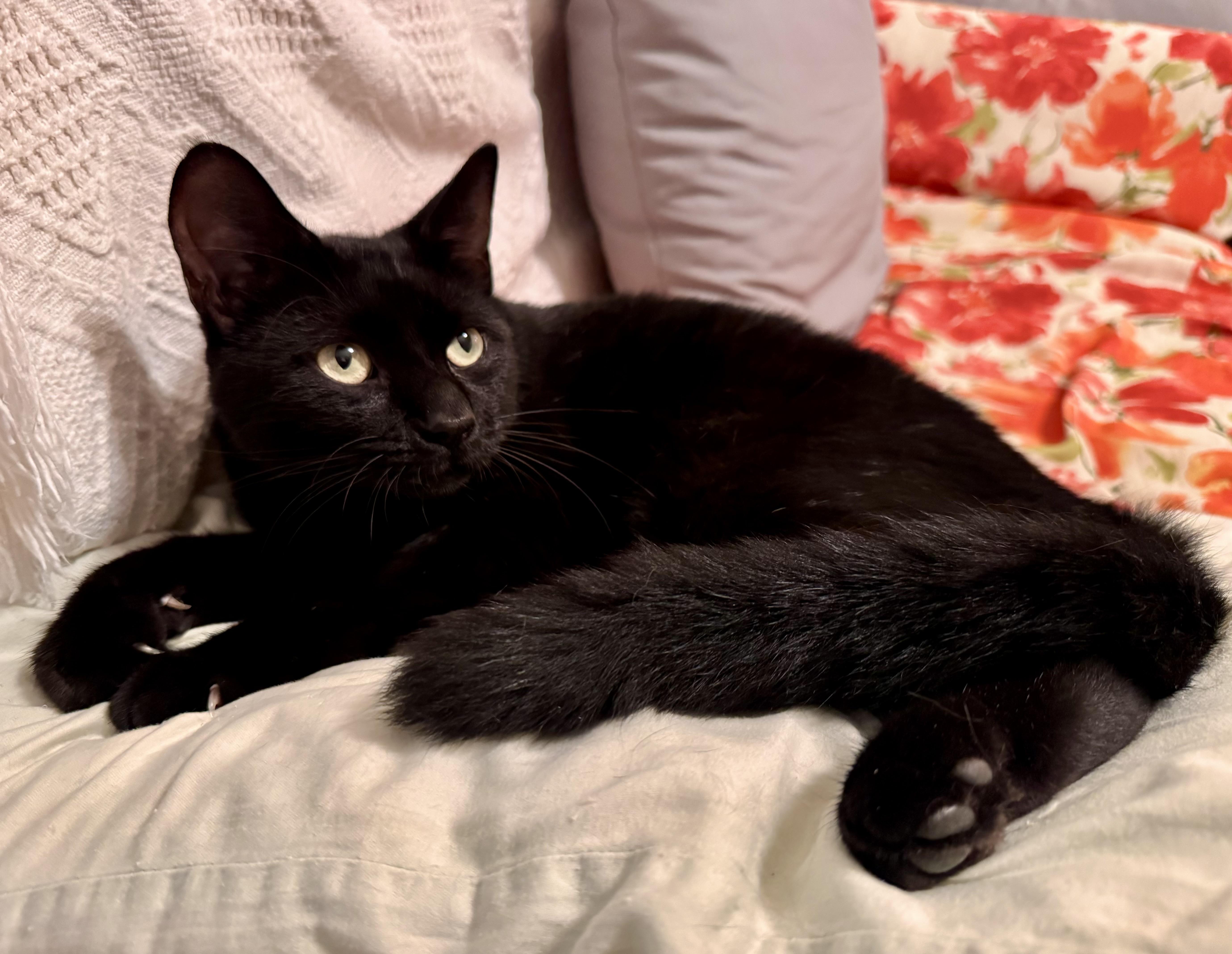 Enlarge Chester, a Adoptable Domestic Short Hair in Tallahassee, FL image 3/6