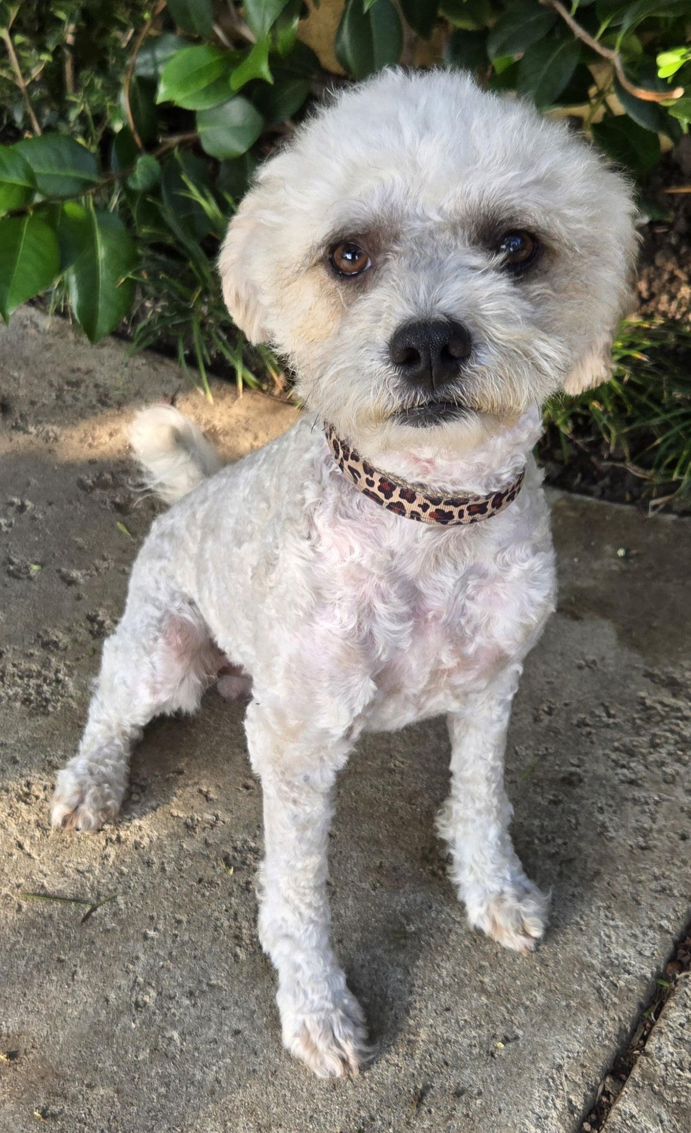 Rocky, Adopted, Young Male Poodle & Lhasa Apso.