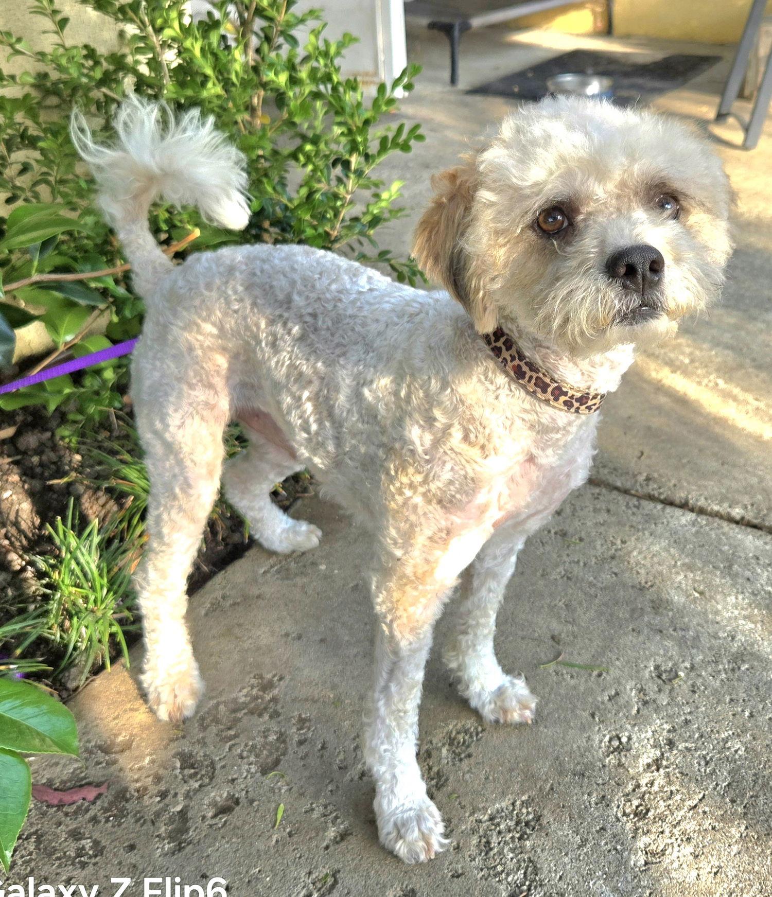 Enlarge Rocky, a Adopted mixed breed in Los Angeles, CA image 3/3