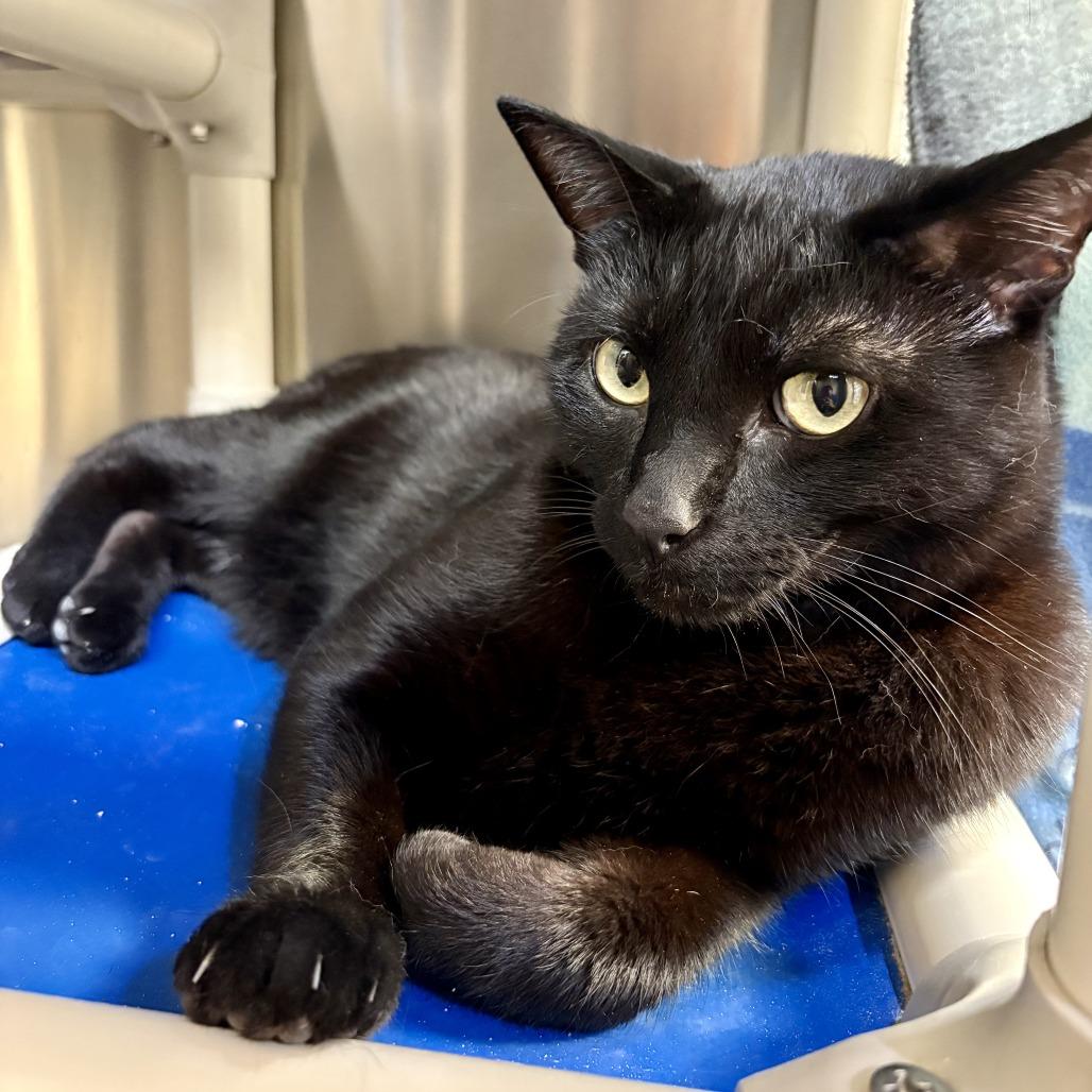 Enlarge Nero, a Adoptable Domestic Short Hair in Riverside, CA image 1/6