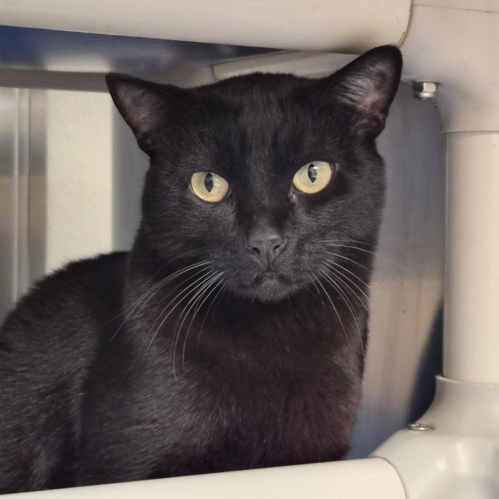 Enlarge Nero, a Adoptable Domestic Short Hair in Riverside, CA image 2/6