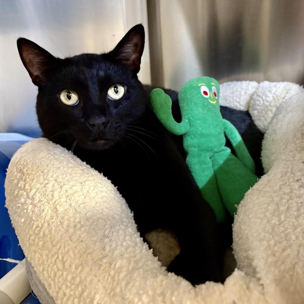 Nero, Adoptable, Adult Male Domestic Short Hair.