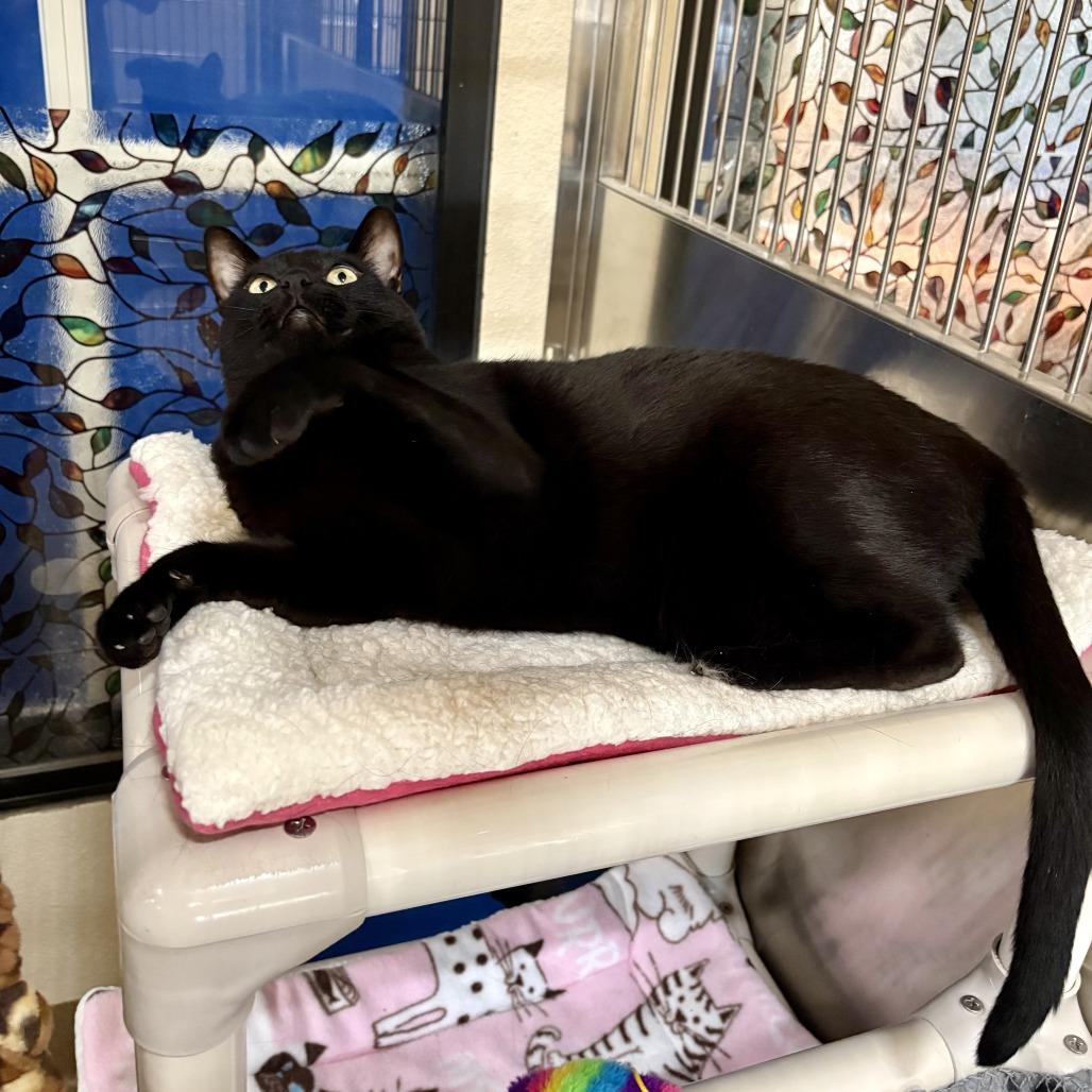 Enlarge Nero, a Adoptable Domestic Short Hair in Riverside, CA image 2/6