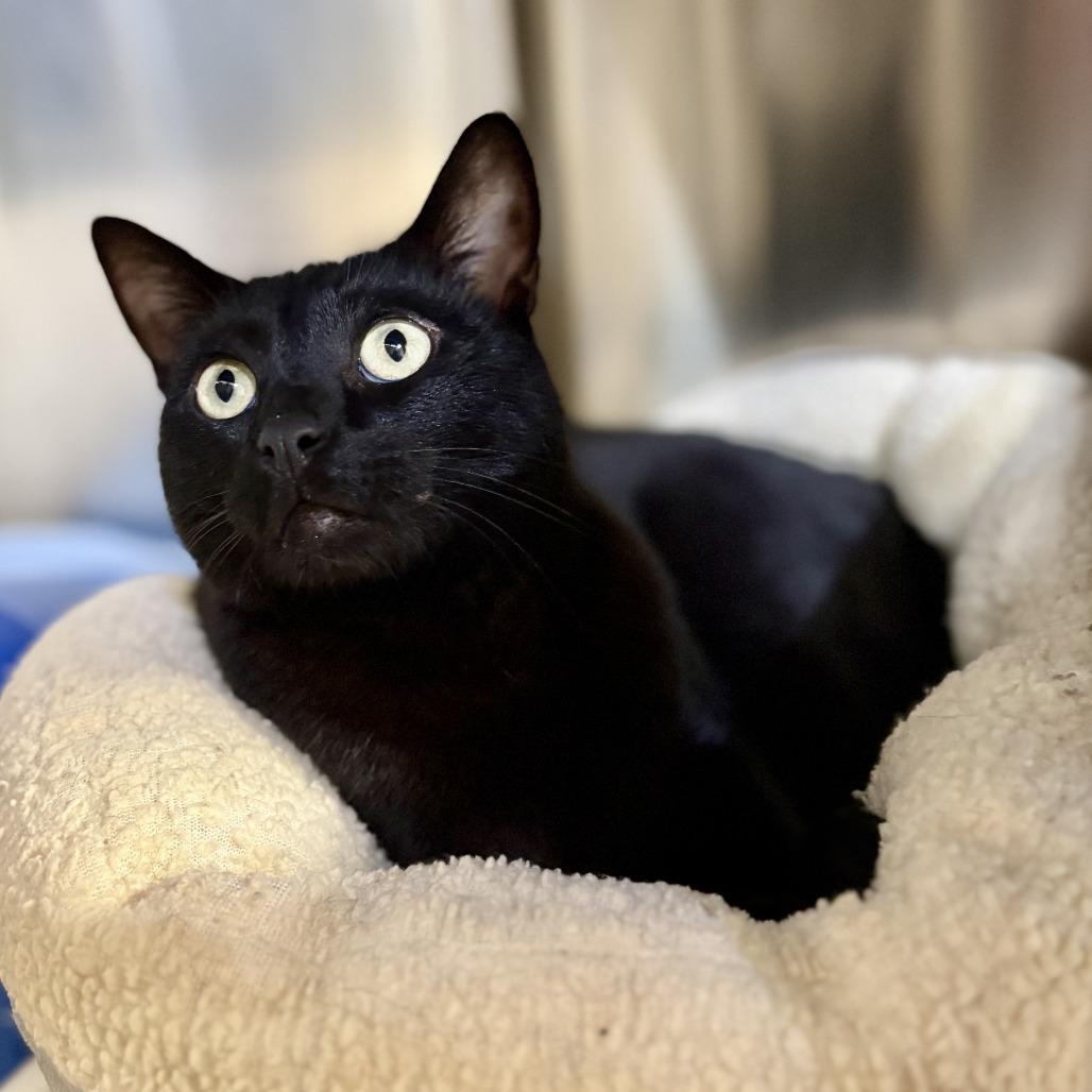 Enlarge Nero, a Adoptable Domestic Short Hair in Riverside, CA image 3/6