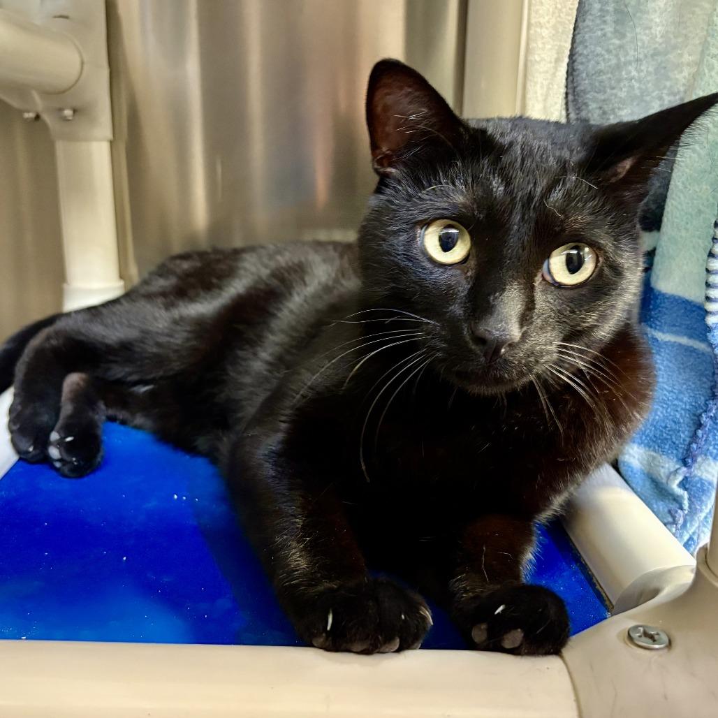 Enlarge Nero, a Adoptable Domestic Short Hair in Riverside, CA image 3/6