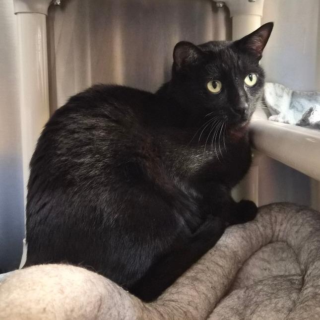 Enlarge Nero, a Adoptable Domestic Short Hair in Riverside, CA image 4/6