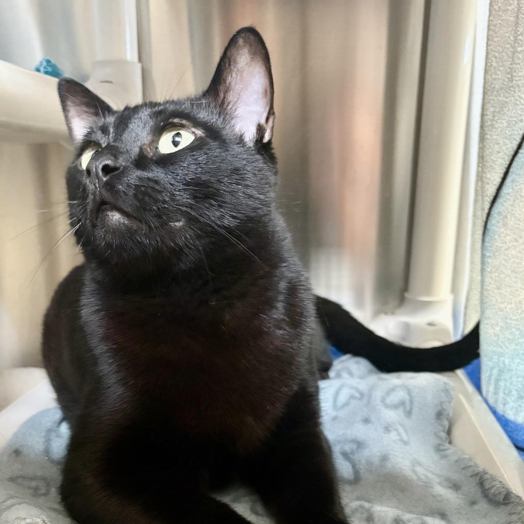 Enlarge Nero, a Adoptable Domestic Short Hair in Riverside, CA image 4/6