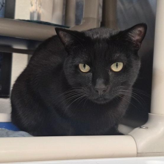 Enlarge Nero, a Adoptable Domestic Short Hair in Riverside, CA image 5/6