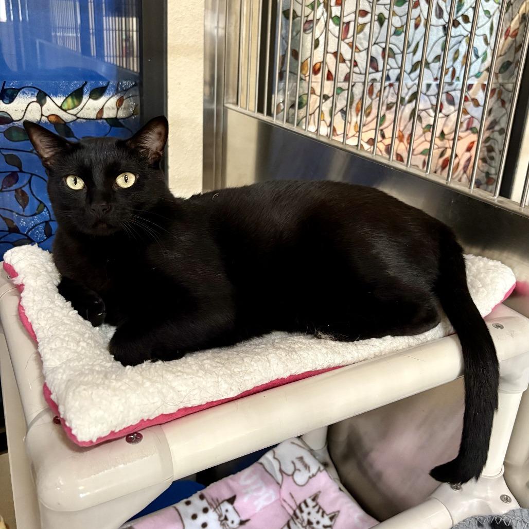 Enlarge Nero, a Adoptable Domestic Short Hair in Riverside, CA image 5/6