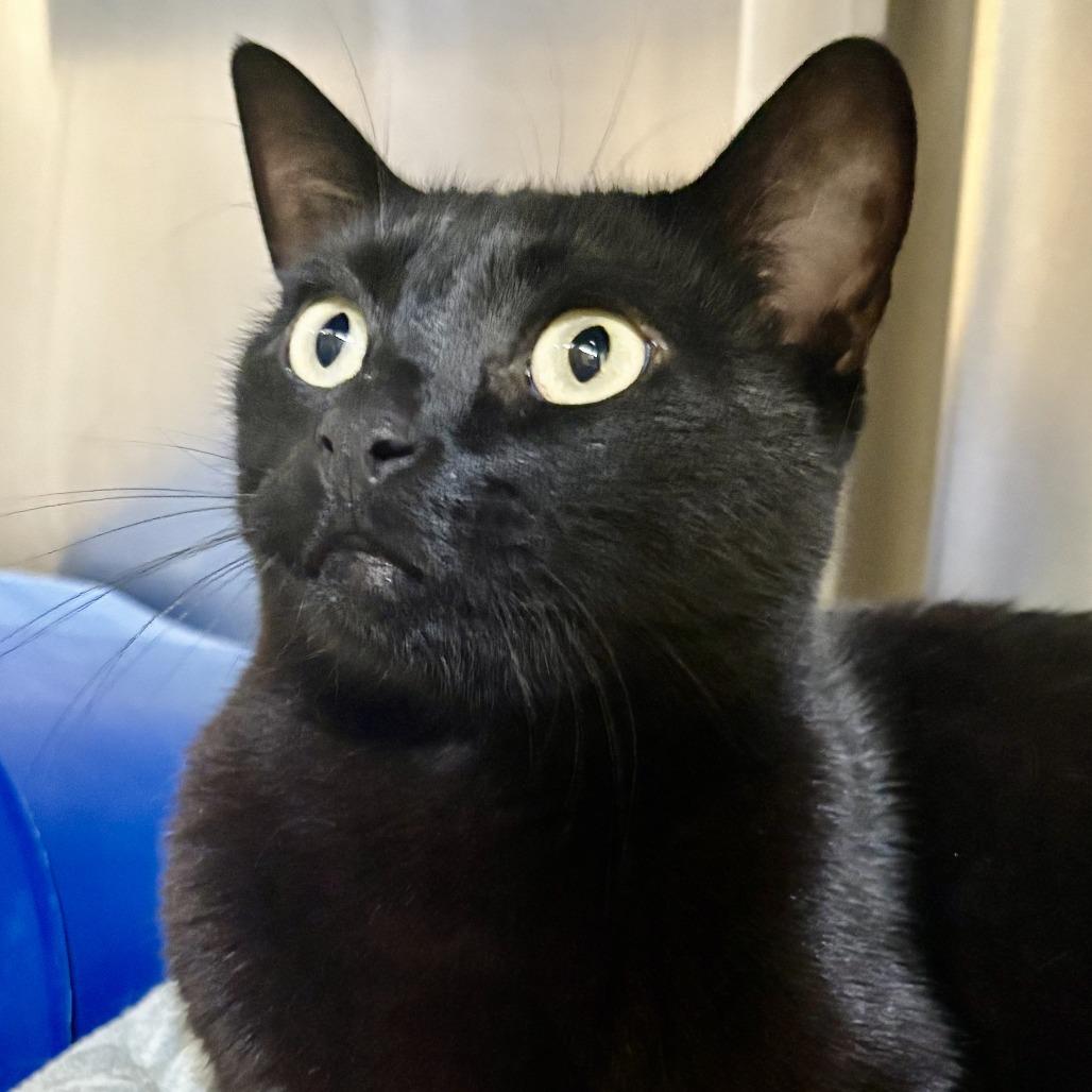 Enlarge Nero, a Adoptable Domestic Short Hair in Riverside, CA image 6/6