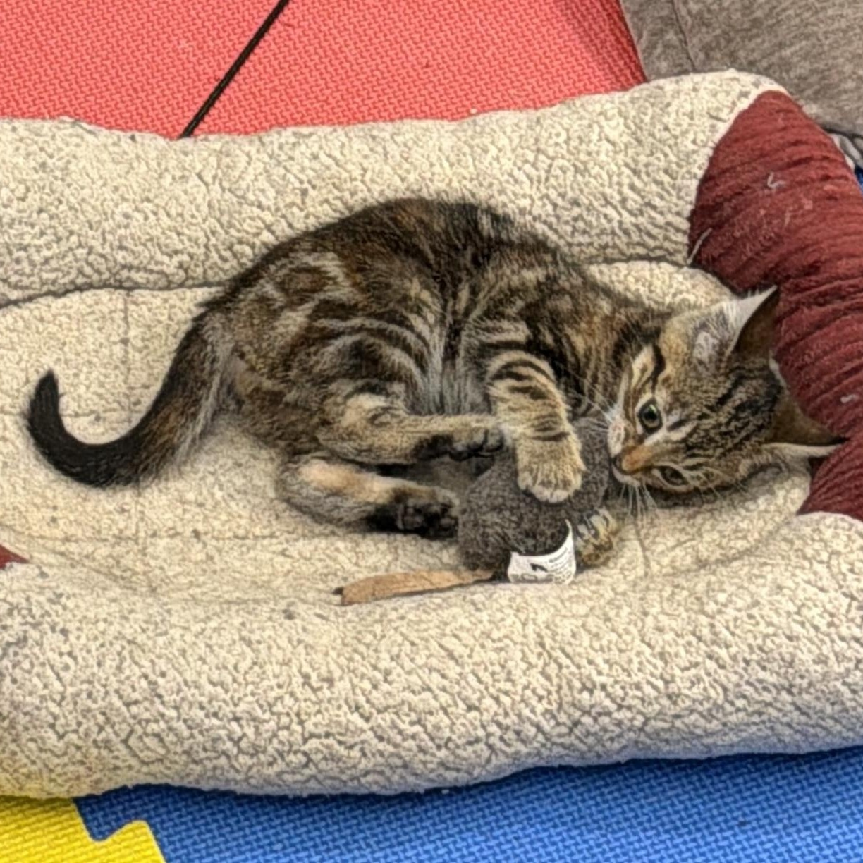 Enlarge Athena, a Adoptable Domestic Short Hair in Tillamook, OR image 6/6