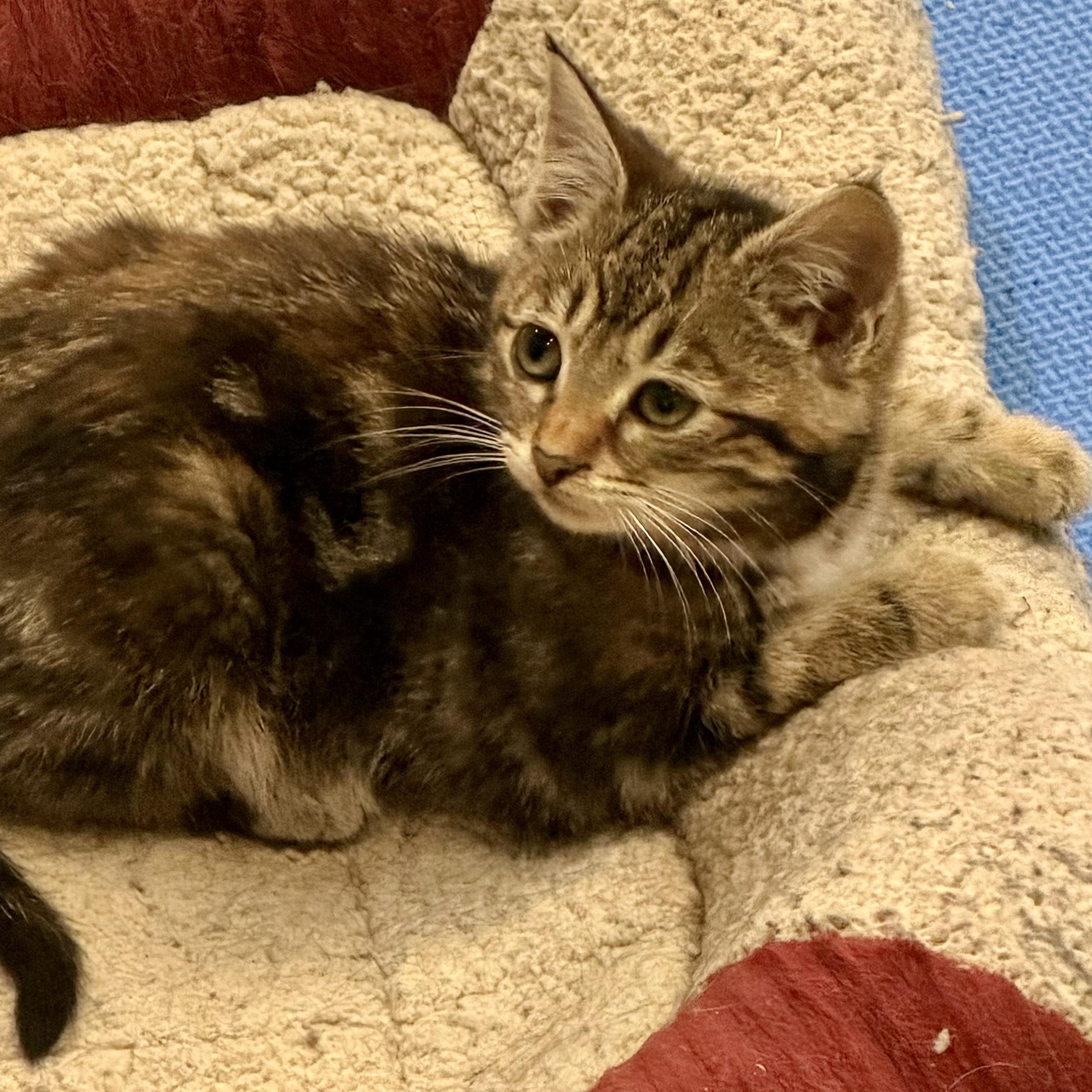 Enlarge Athena, a Adoptable Domestic Short Hair in Tillamook, OR image 1/6