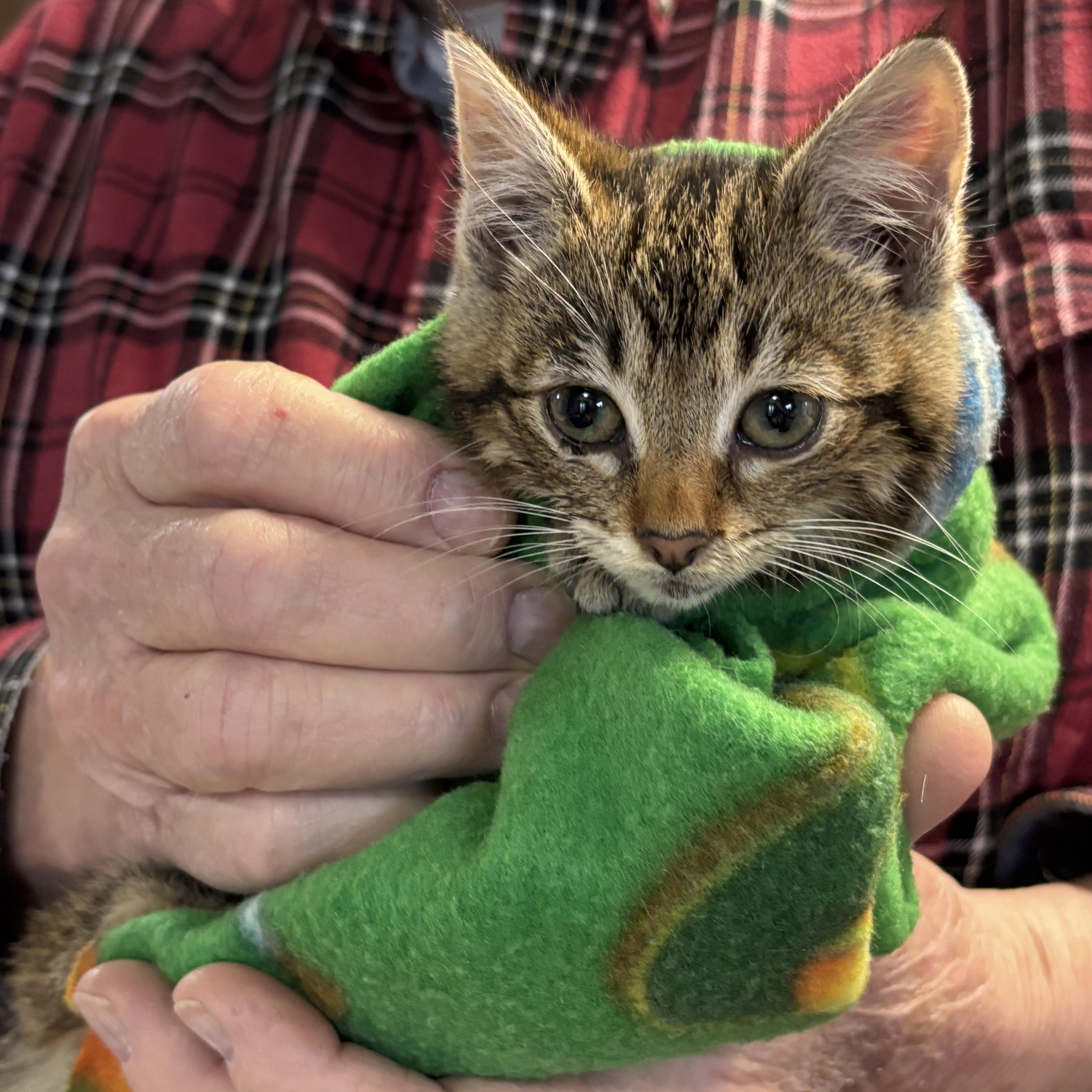 Enlarge Athena, a Adoptable Domestic Short Hair in Tillamook, OR image 3/6