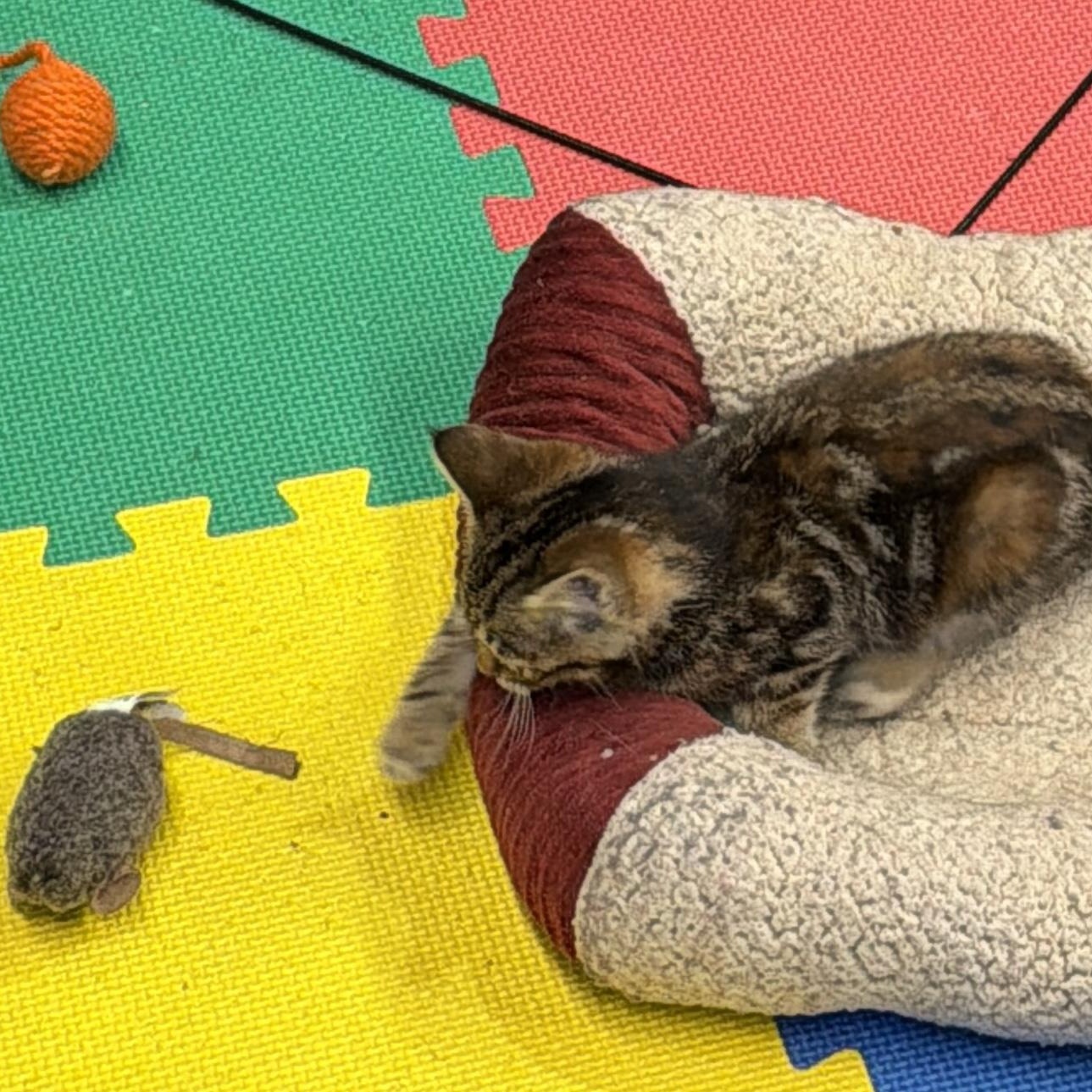 Enlarge Athena, a Adoptable Domestic Short Hair in Tillamook, OR image 4/6