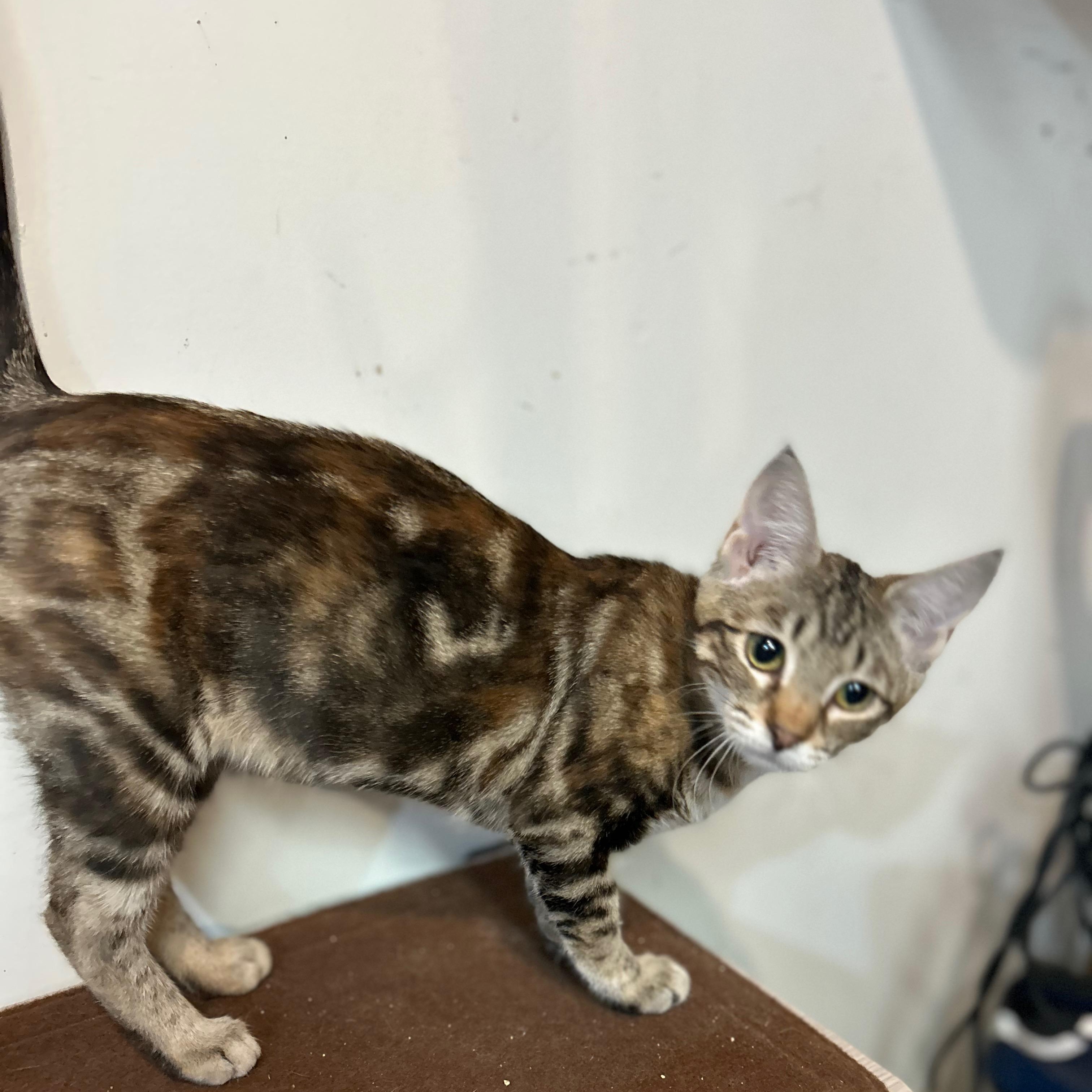 Enlarge Athena, a Adoptable Domestic Short Hair in Tillamook, OR image 5/6