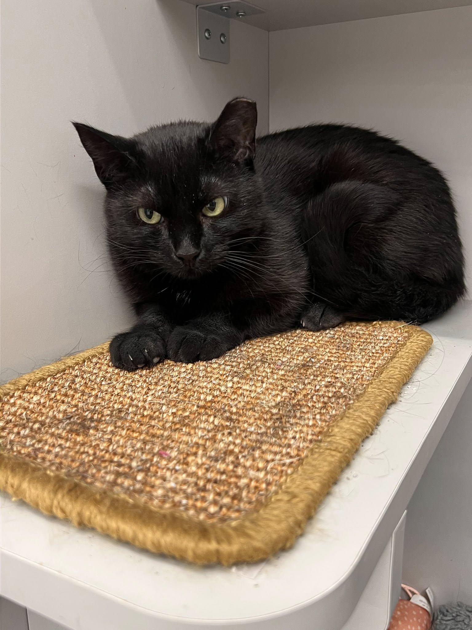 Cadence, an adoptable Domestic Short Hair in Cleveland, OH image 4/4