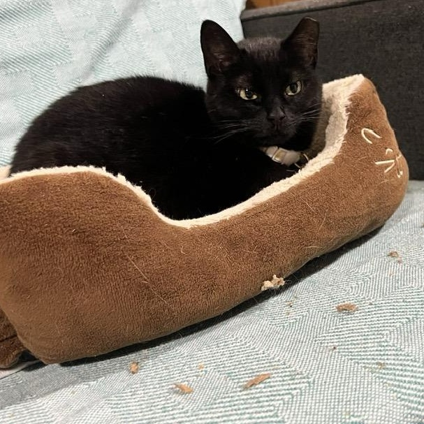 Cadence, adoptable, Young Female Domestic Short Hair.