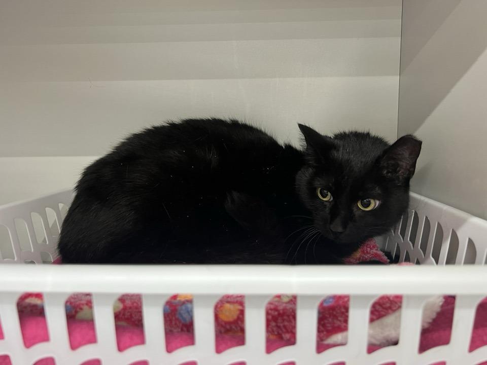Cadence, an adoptable Domestic Short Hair in Cleveland, OH image 2/4
