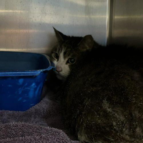 Andre, Adoptable, Adult Male Domestic Short Hair.